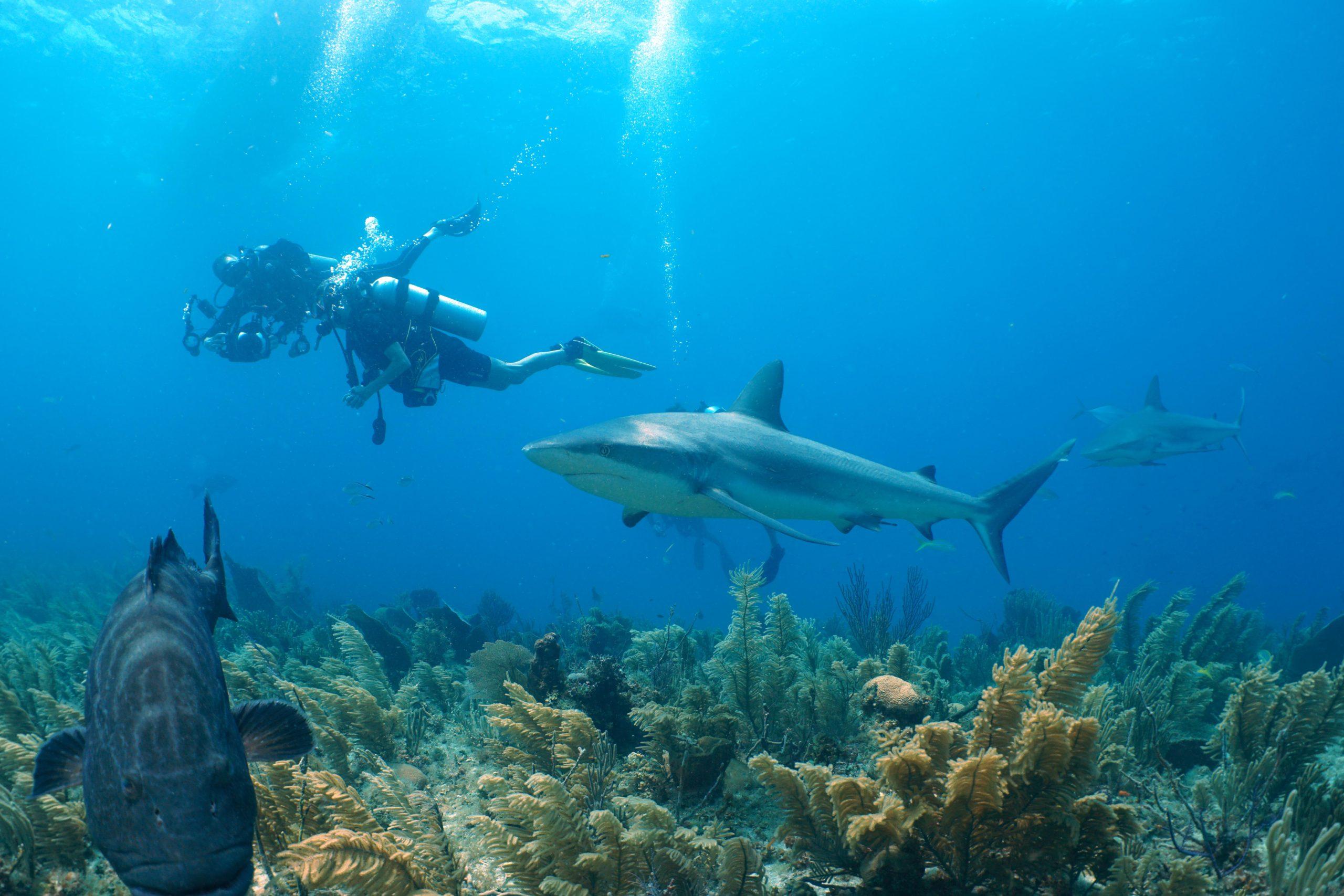 Caribbean Reef Sharks – Making their home on the Key Largo Reefs