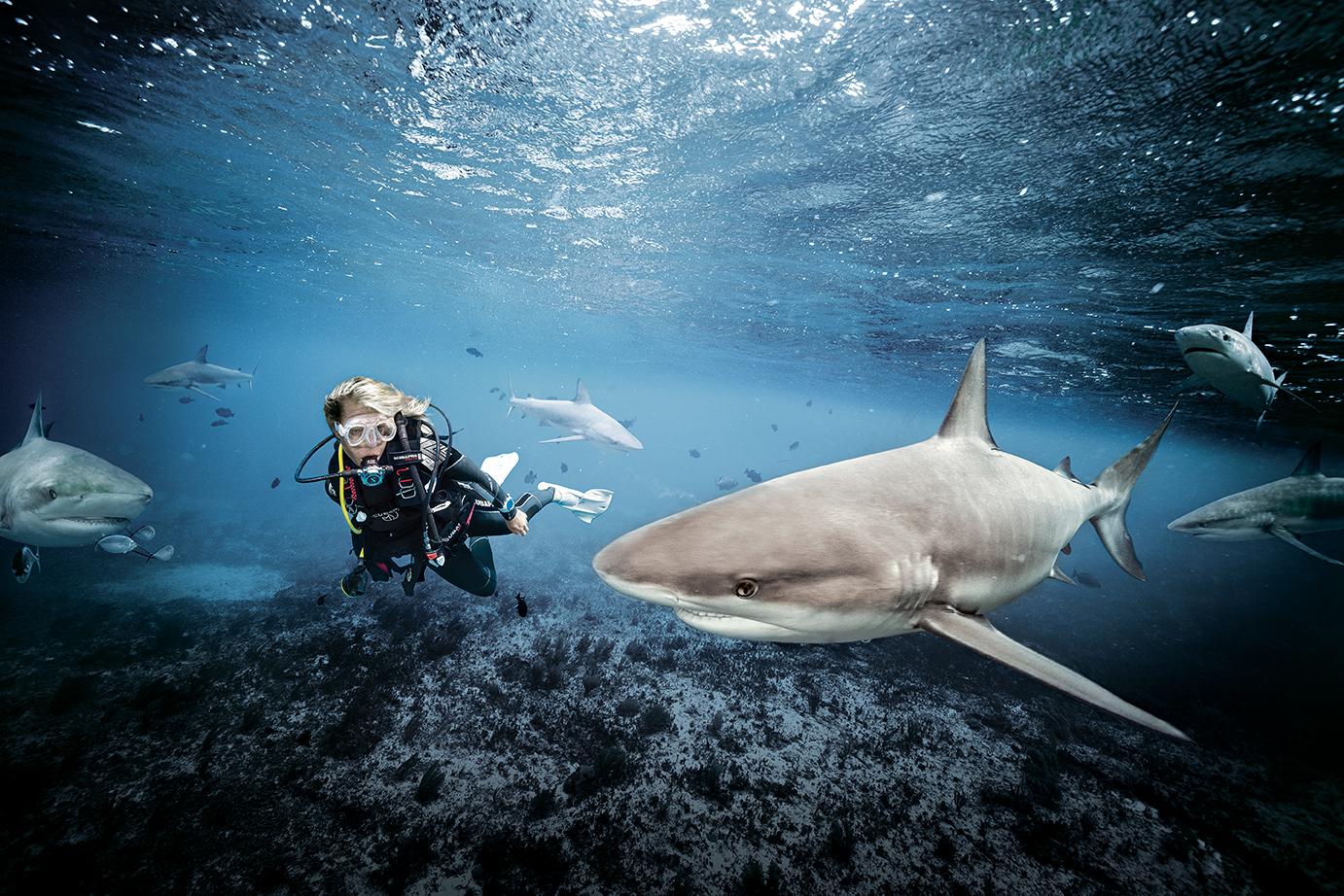 Is Diving With Sharks Safe? - Shark Angels