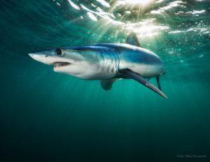 Mako shark. Picture by Steve Hinczynski.