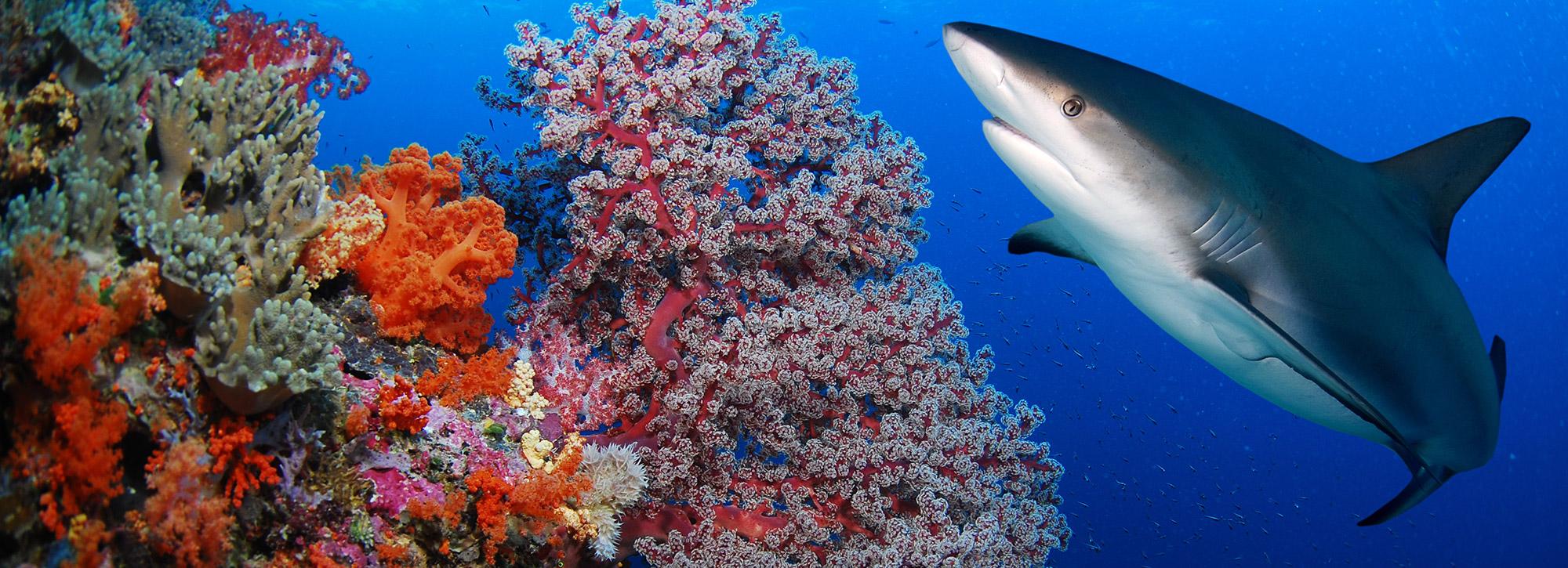 Ocean Acidification Could Eat Away at Sharks' Teeth and Scales