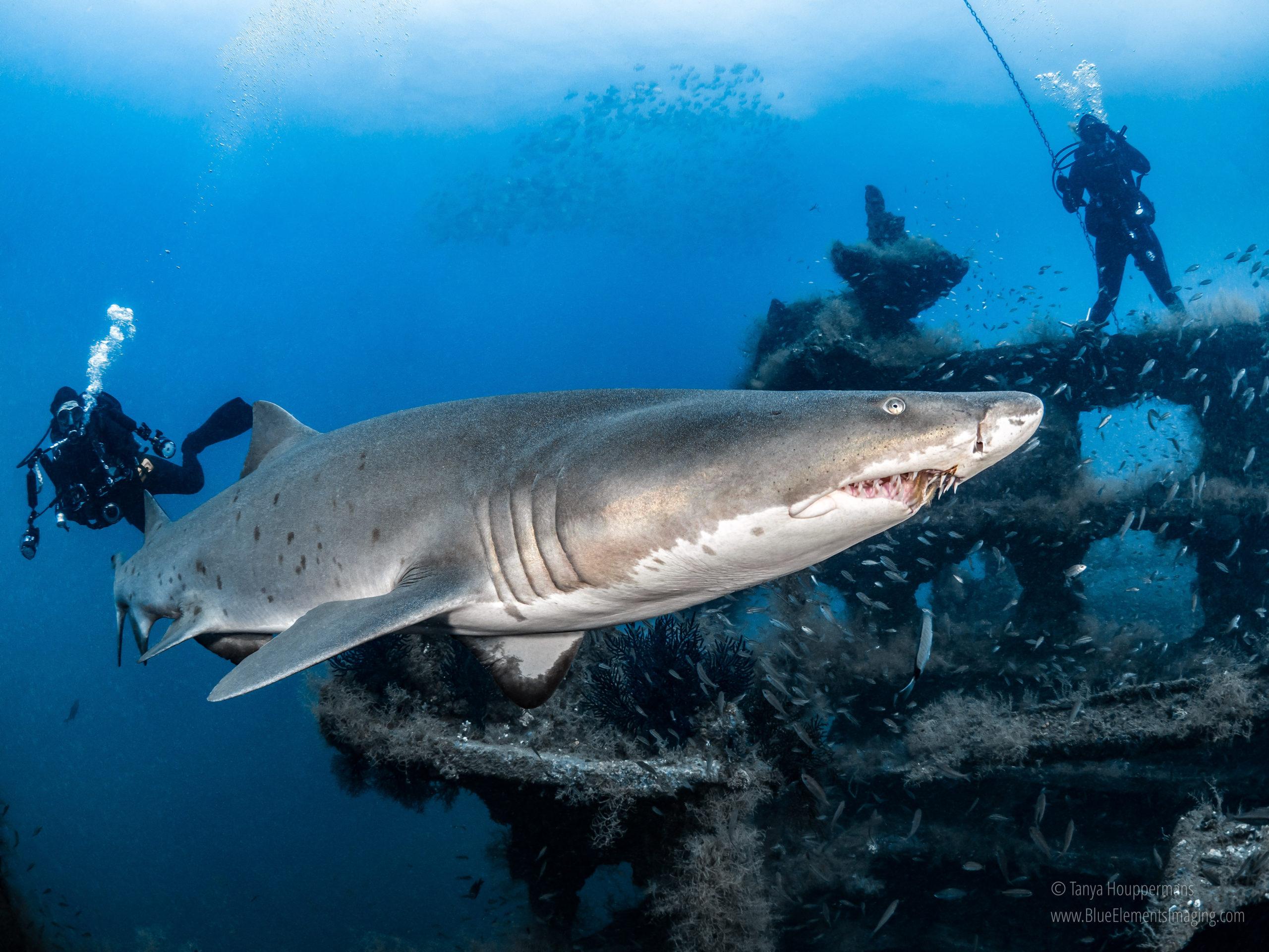 Sand Tiger sharks and divers.