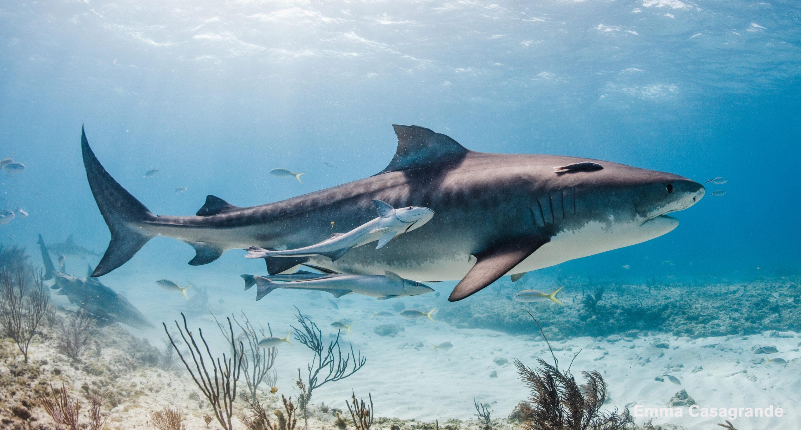 Tiger Beach Research Reveals Tiger Sharks Have Social Preferences