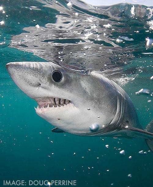 images of sharks