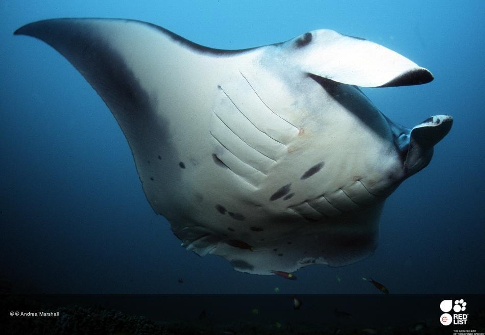 Reef manta ray.