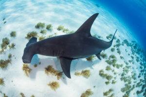 Great hammerhead shark.