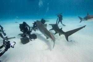 Diving and photographing great hammerhead and tiger sharks.