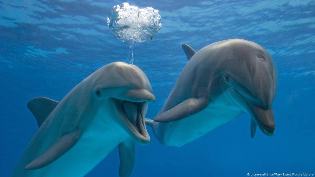 Dolphins.