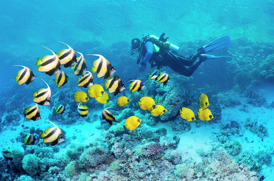 Reef fish and diver.