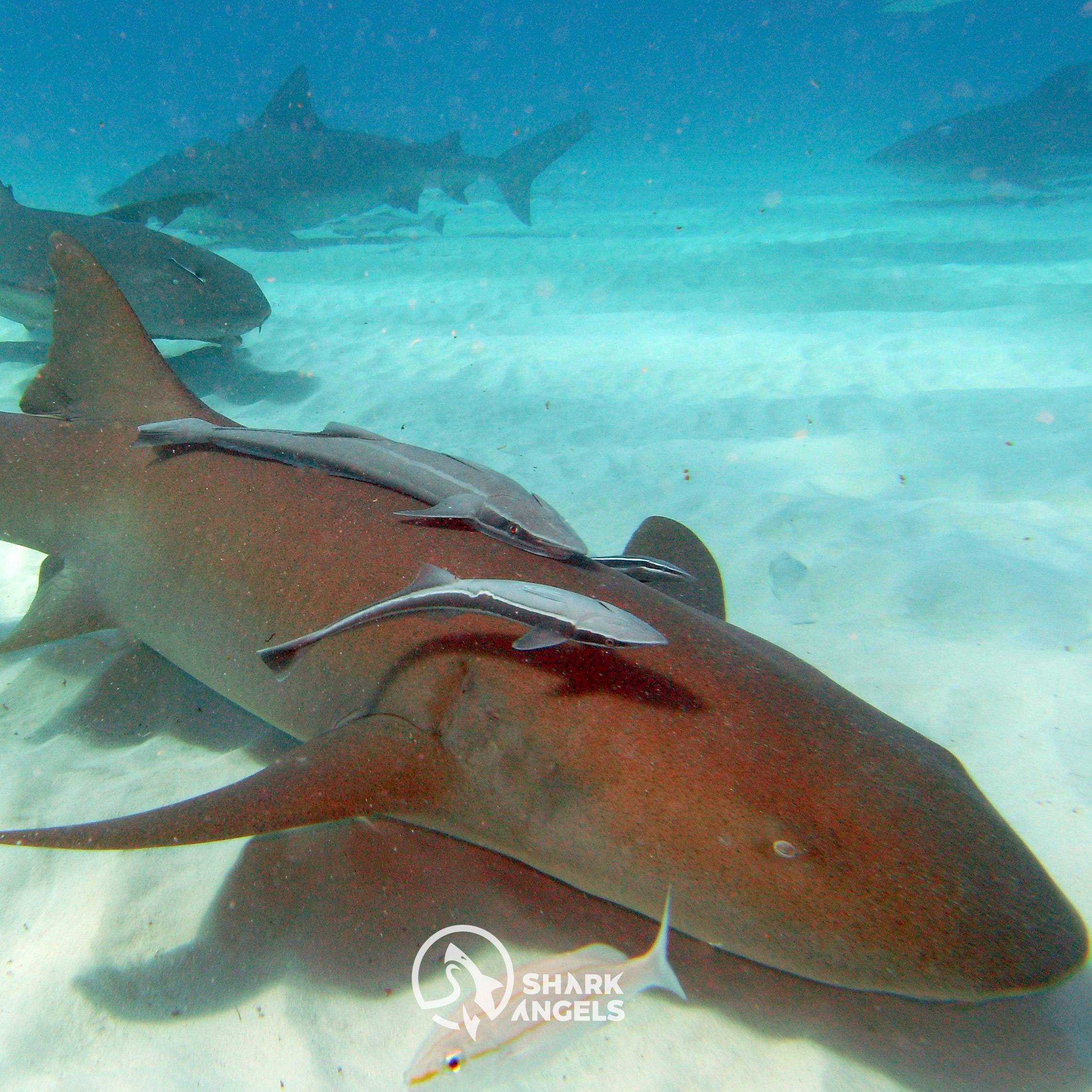 Nurse shark underwater.