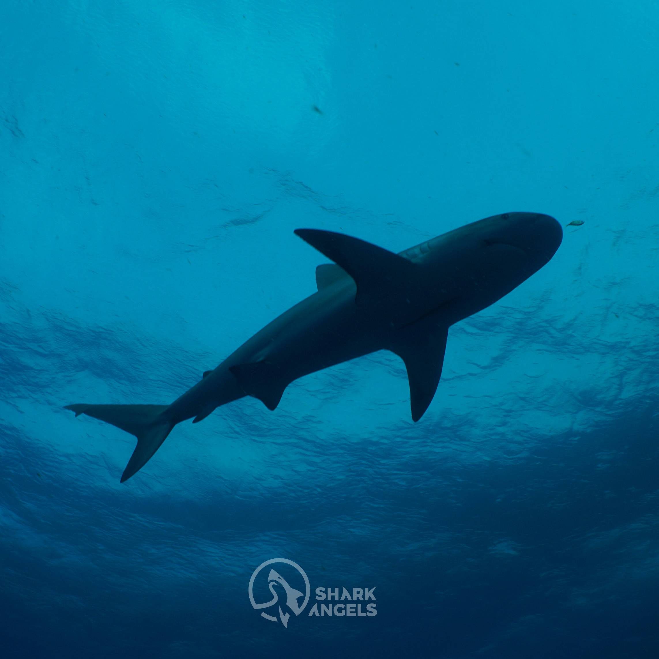 Underwater shark picture - shark conservation.