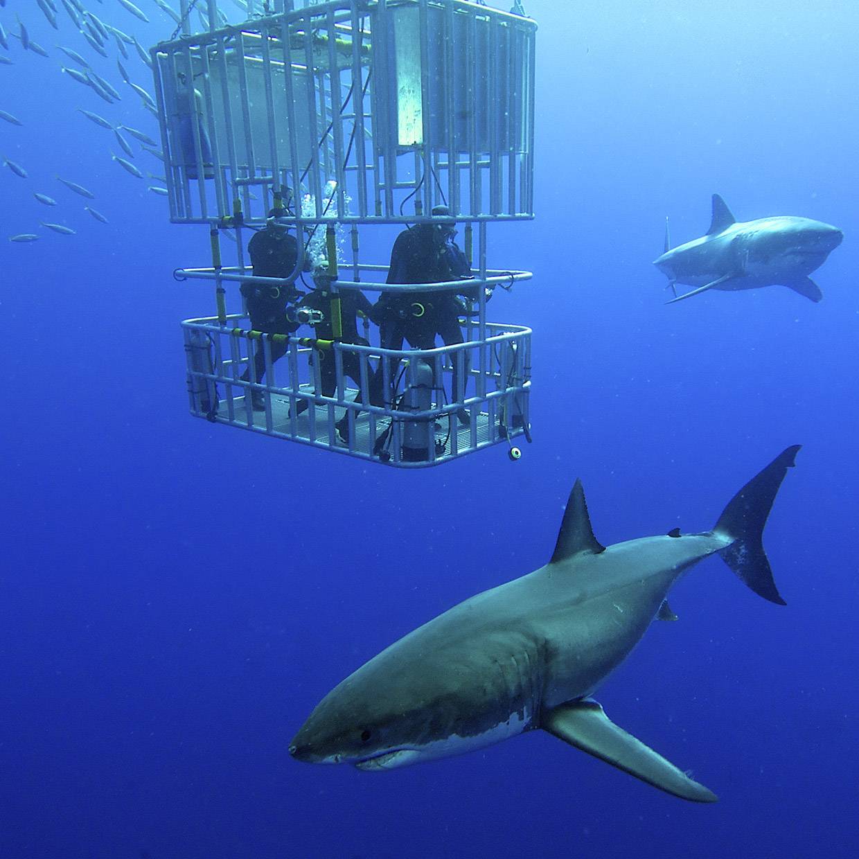 Shark diving.