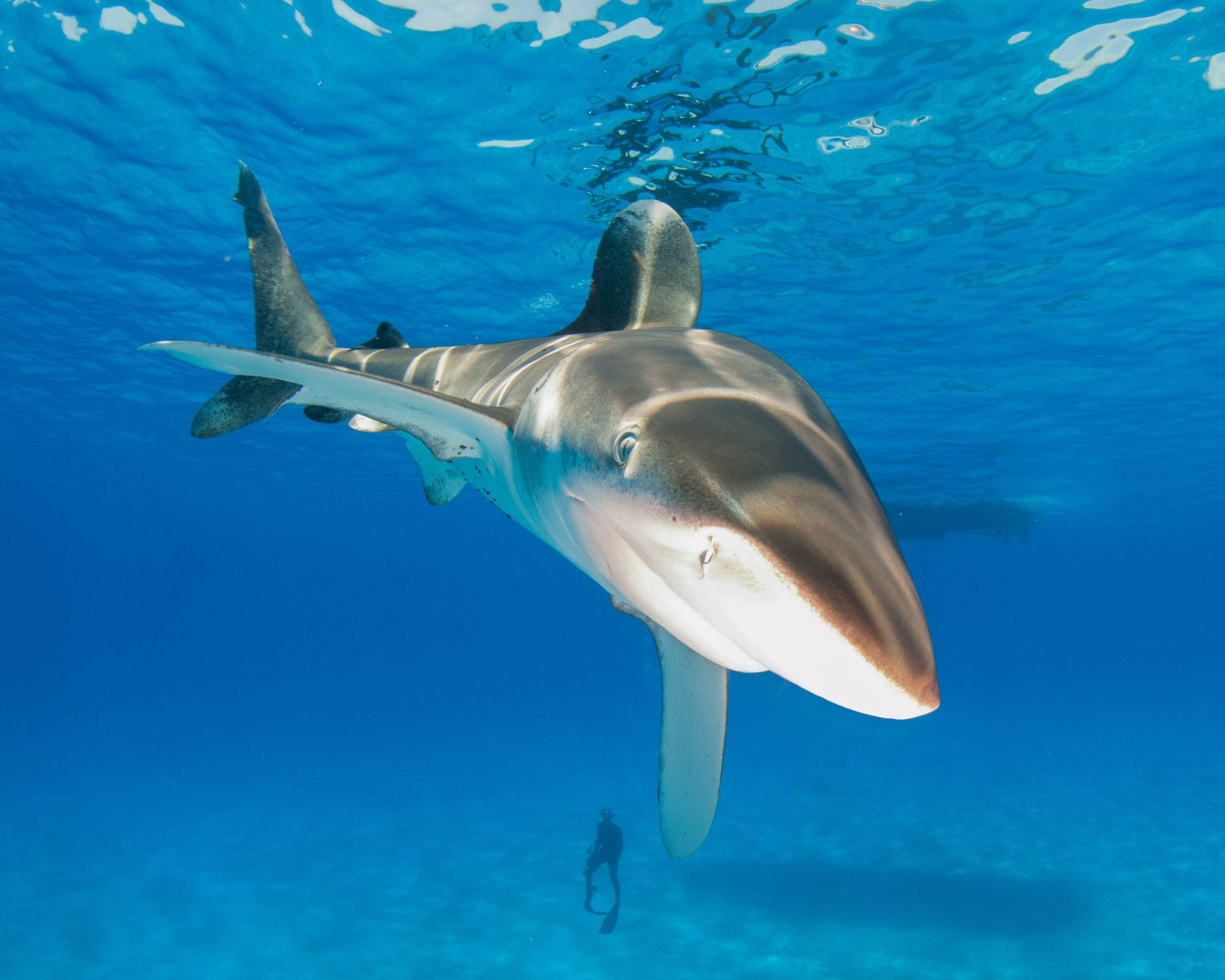 Oceanic whitetip shark - picture by Scott DellaPeruta.