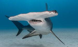 Great hammerhead shark.