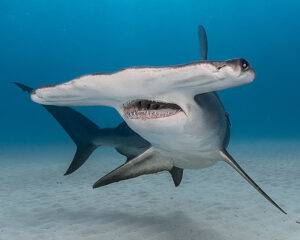 great hammerhead sharks.