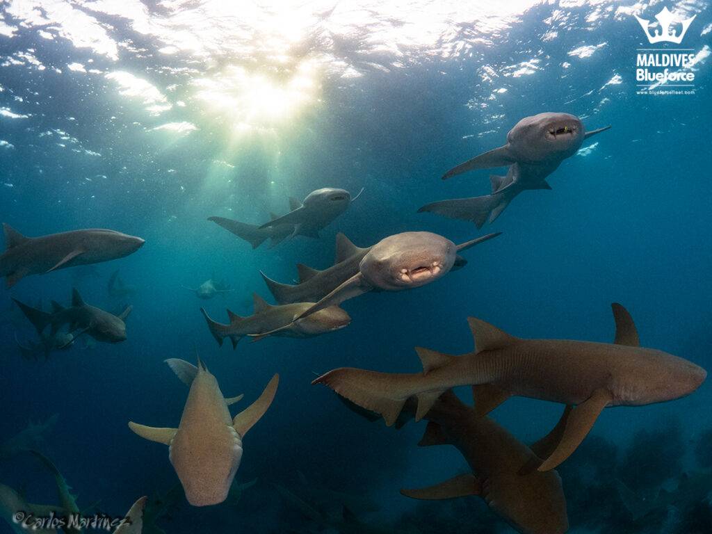 Shark Diving In Maldives Jan 2024 Shark Angels Adventure   M20B9185a 1024x768 