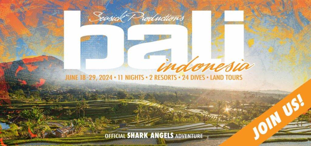 Bali Shark Diving Expedition 2024 Shark Angels   Bali Header Image Shark Angels June 2024 1024x482 