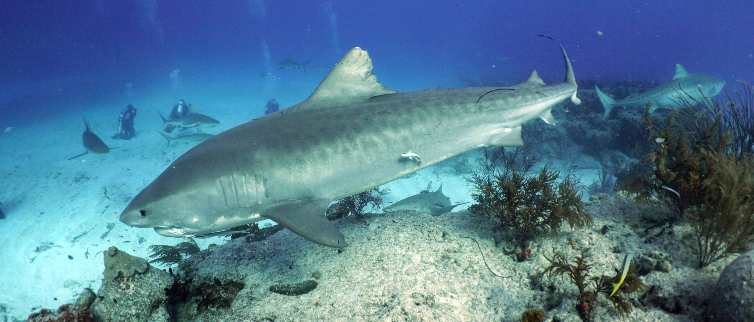 Tiger Shark Season has started for 2023 for our Shark Tour