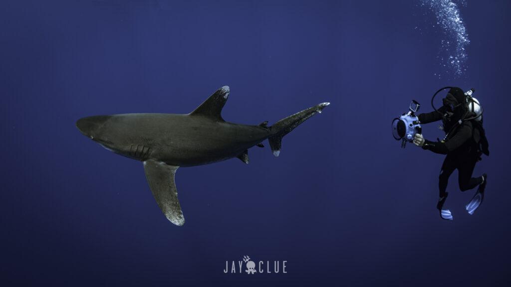 Oceanic Whitetip Shark - Follow The Leader