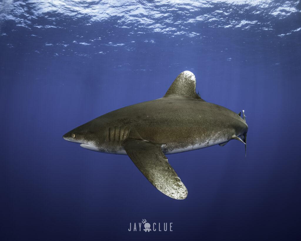 Oceanic Whitetip Shark - Follow The Leader