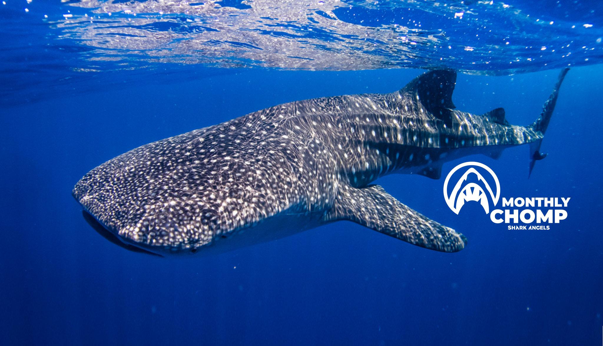Species in Focus: Whale Shark Wonders