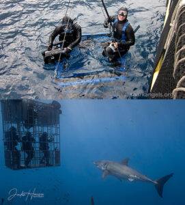 great white shark diving.
