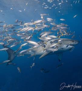 great white shark swimming.