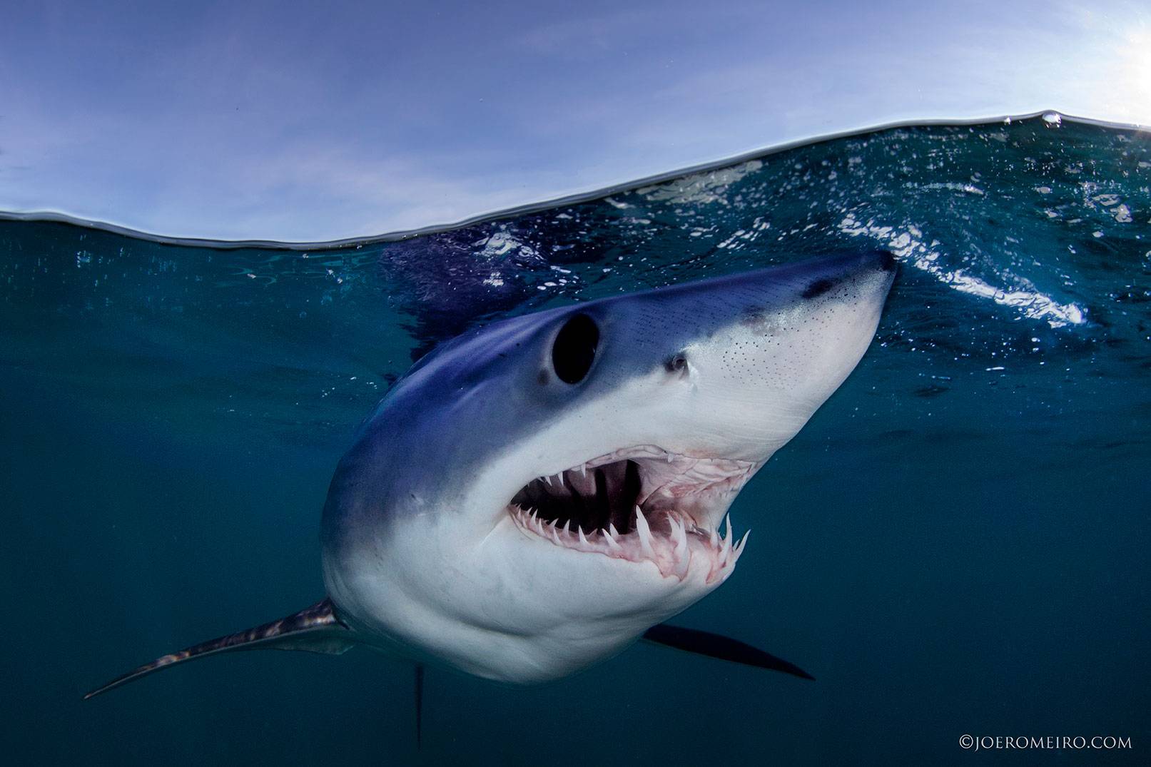 mako shark near waters surface.