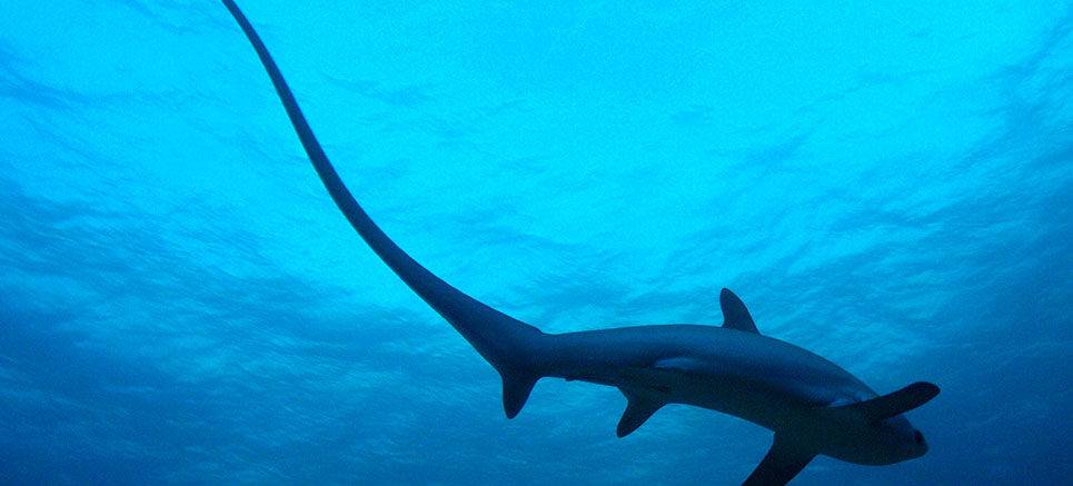 The Daily Migration Of The Bigeye Thresher Shark