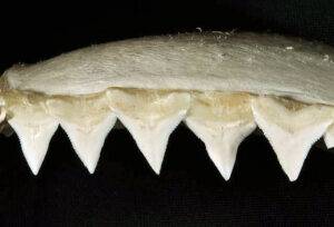 bull shark teeth.