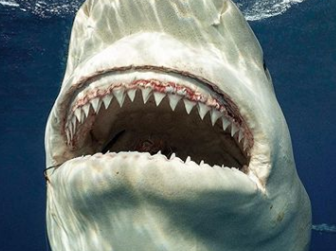 shark teeth.