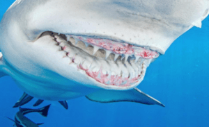 lemon shark teeth.