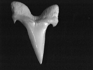 porbeagle shark tooth.