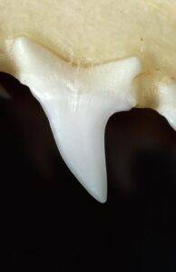 shortfin mako shark tooth.