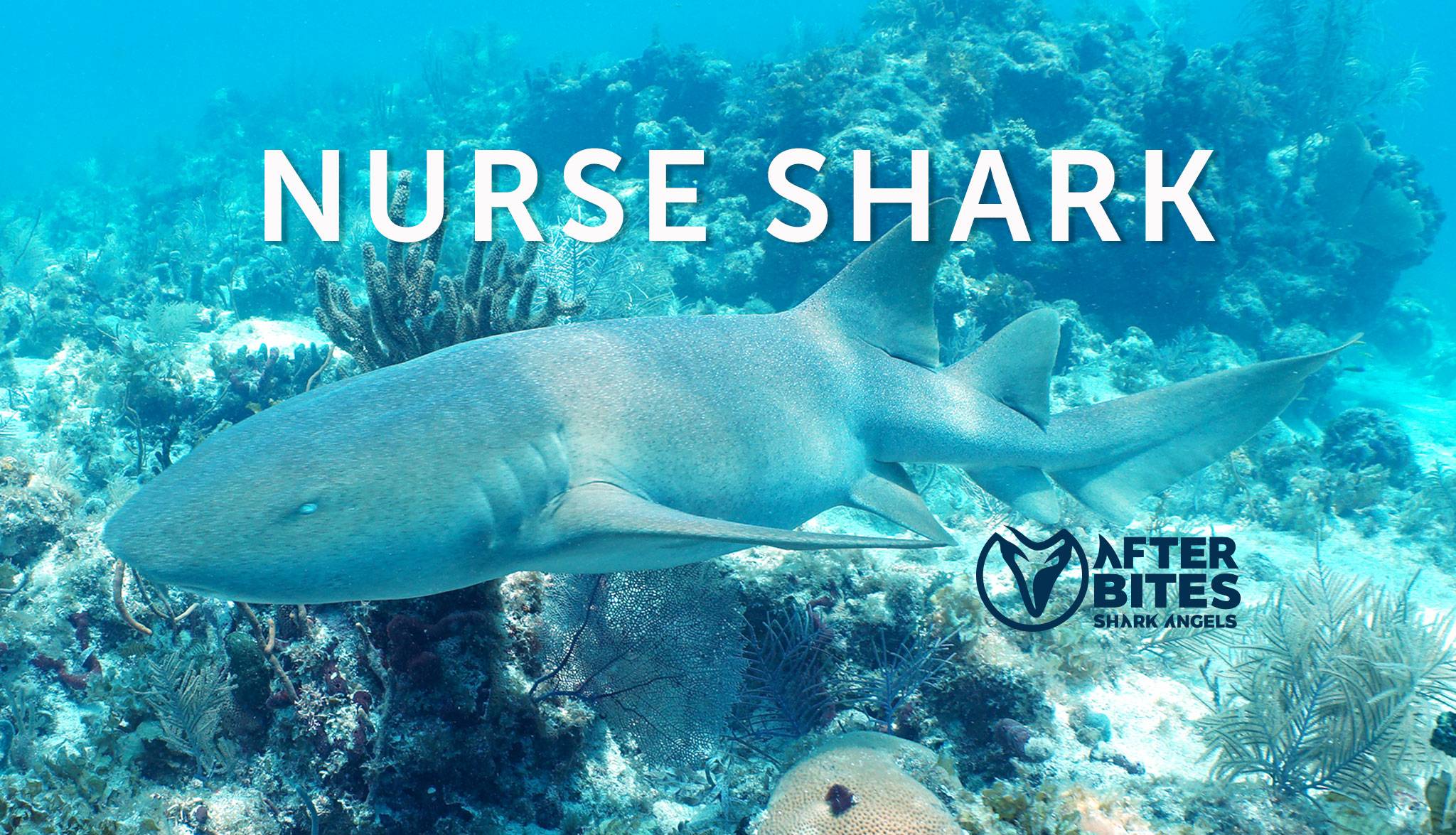 after-bites-nurse-shark-quiz