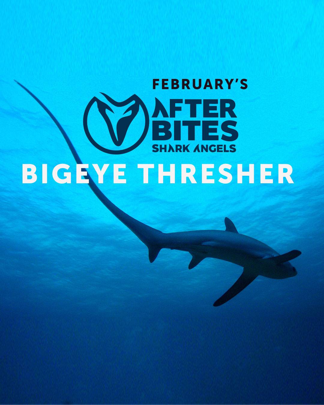 Bigeye Thresher Shark Quiz.