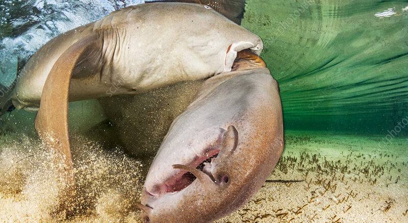 Does The Smell Of Basil Get Nurse Sharks In The Mood For Love