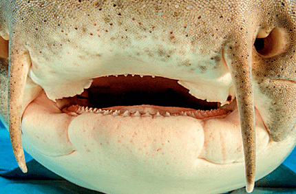 nurse shark teeth.