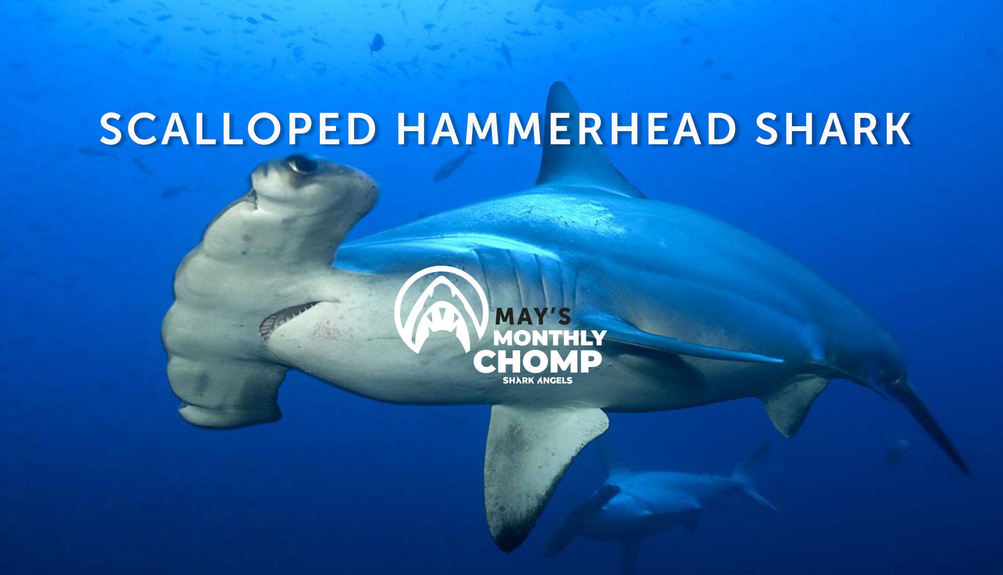 Species in Focus: Scalloped Hammerhead Shark | SHARK ANGELS