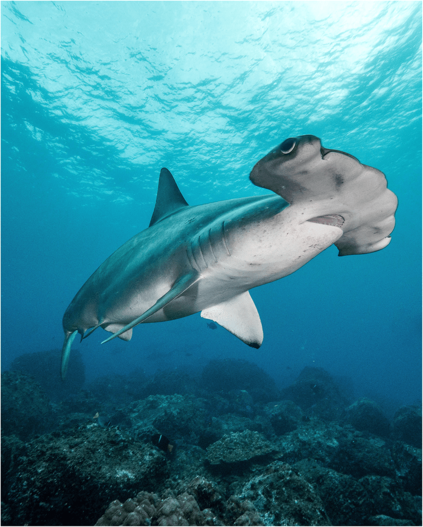 scalloped hammerhead shark picture.