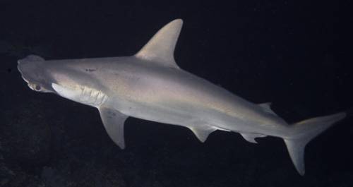 scalloped hammerhead shark.