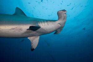closeup picture of scalloped hammerhead shark.