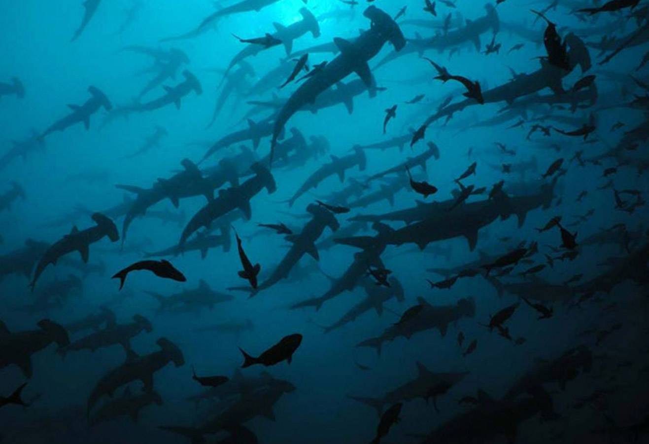 scalloped hammerhead shark nursery.