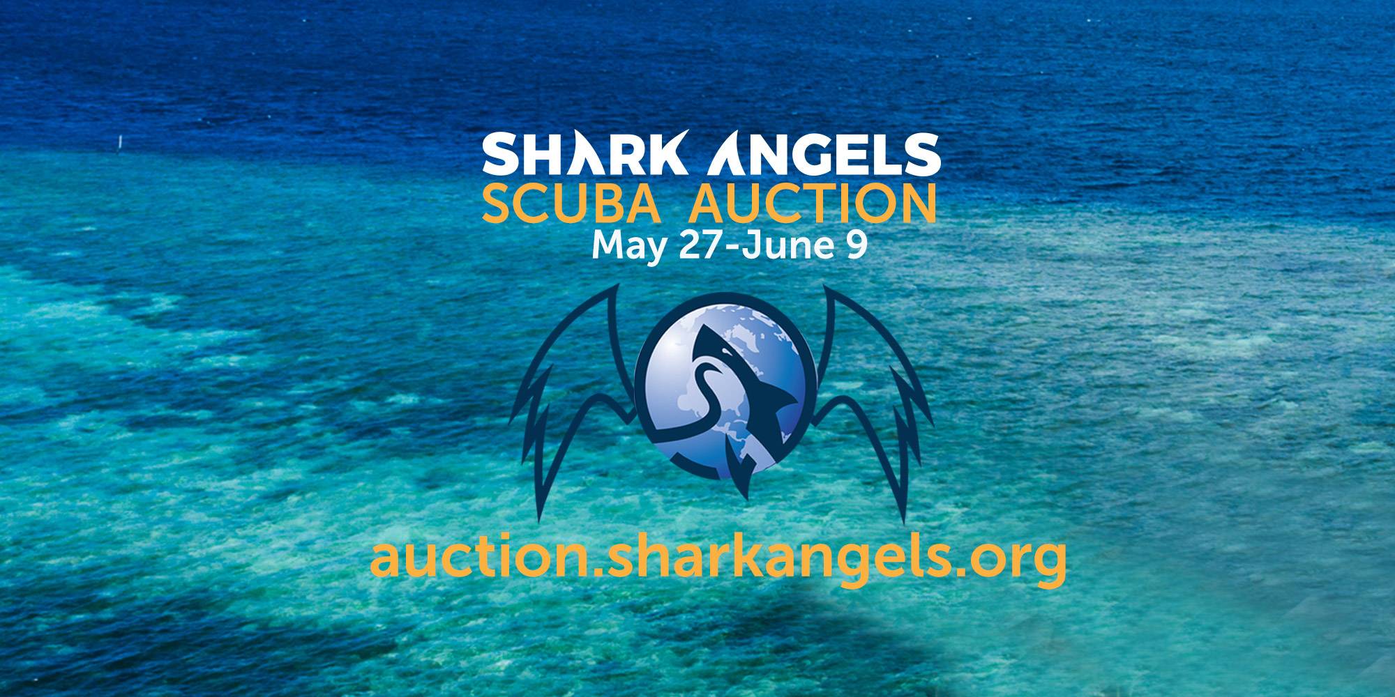 Shark Angels Turning Fear Into Fascination