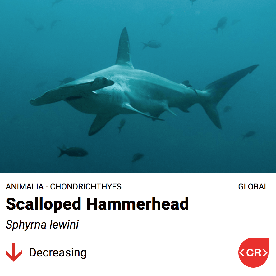 scalloped hammerhead shark facts.