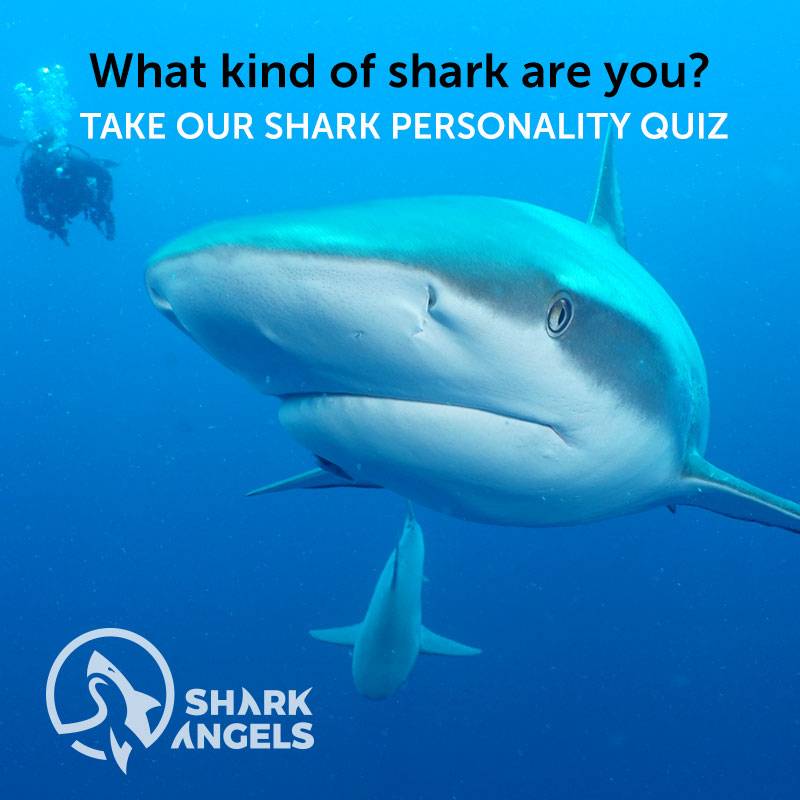 Shark Quizzes Will Test Your Shark Smarts - Shark Angels