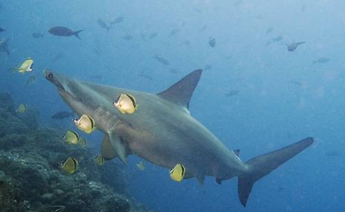 swimming scalloped hammerhead shark.