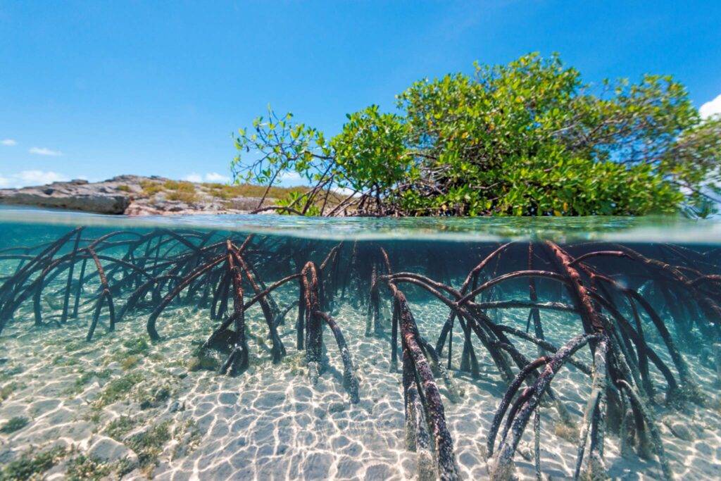 red mangrove.