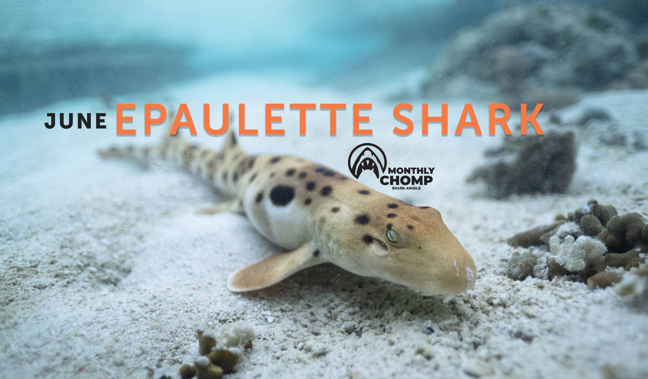 Species In Focus Epaulette Shark Shark Angels