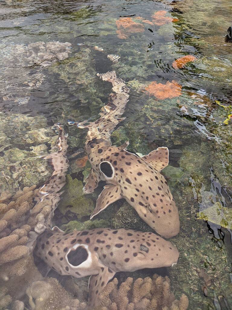 Species in Focus: Epaulette Shark | SHARK ANGELS