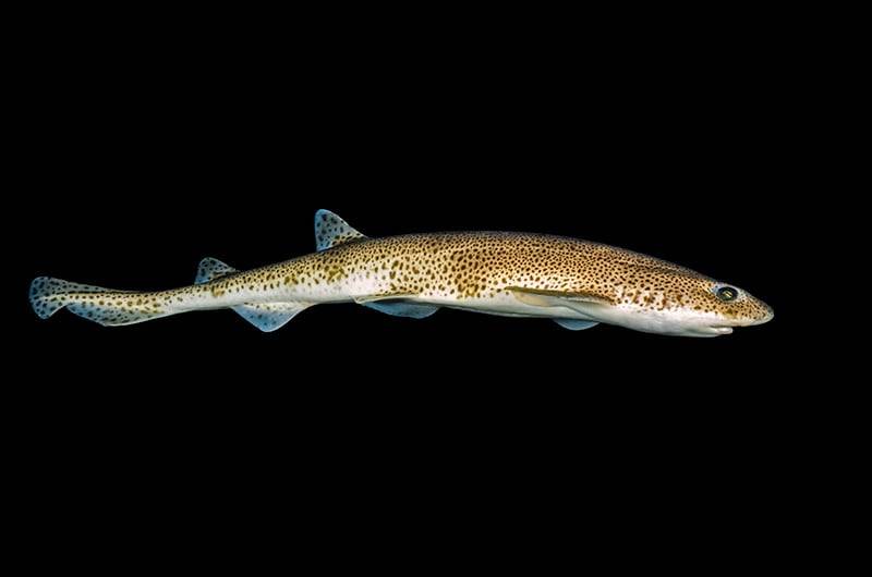 Catshark - full length photo.